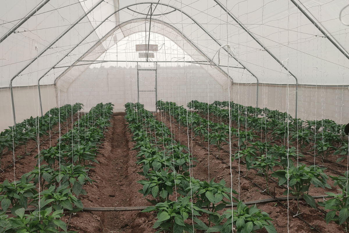 _greenhouse cultivation under hot climates.png